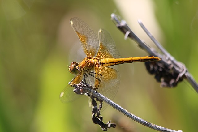 640px-Yellow-winged_Darter_(19505976158)
