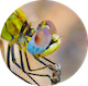 yellow-dragonfly-2661326
